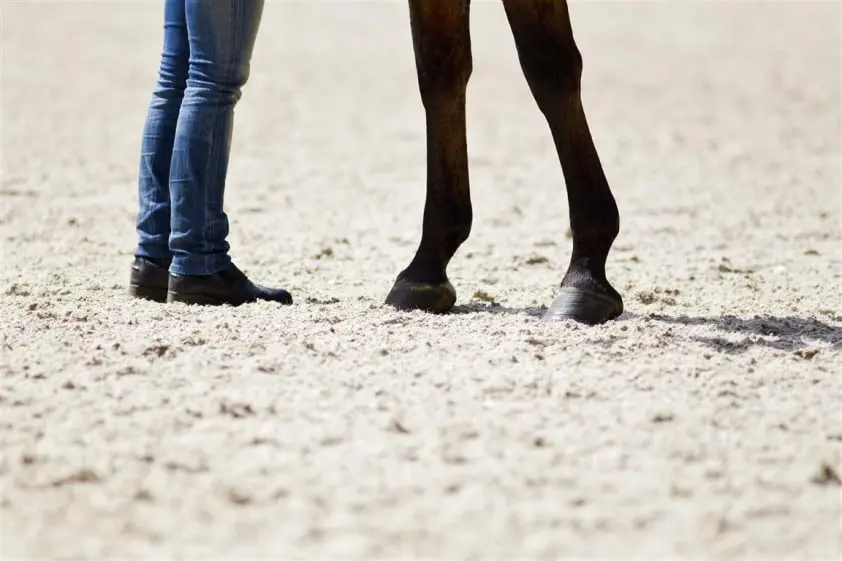 Ton van der Ven overleden na val van paard featured image
