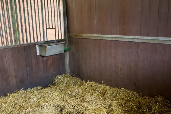 Moet er wet komen voor minimale afmeting paardenbox? featured image