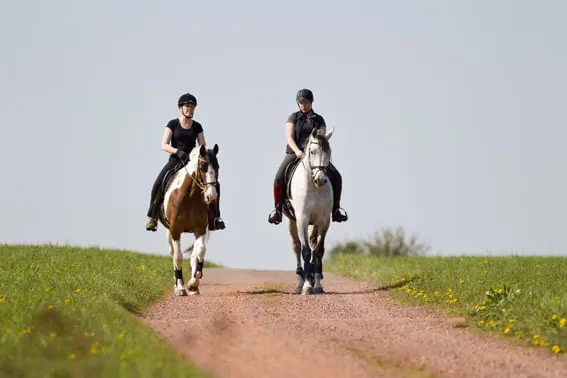 Belgen mogen in kader van dierenwelzijn weer op buitenrit featured image