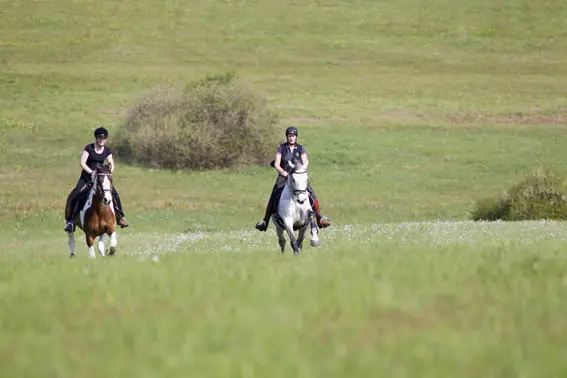 Ieren winnen Mongoolse race featured image