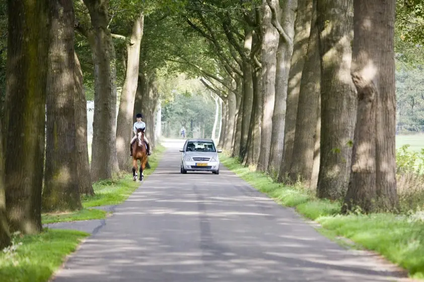 Losgebroken paard op A35 featured image
