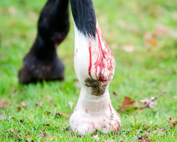 Bloedzuigers helpen de dierenarts featured image
