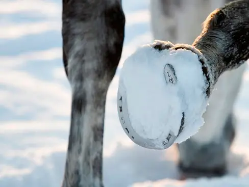 Paardenhouder uit Aadorp moet verkochte paarden terugkrijgen featured image