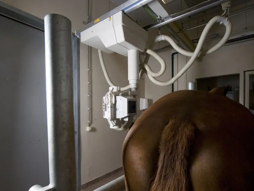 Dierenarts Rob Evers overleden featured image