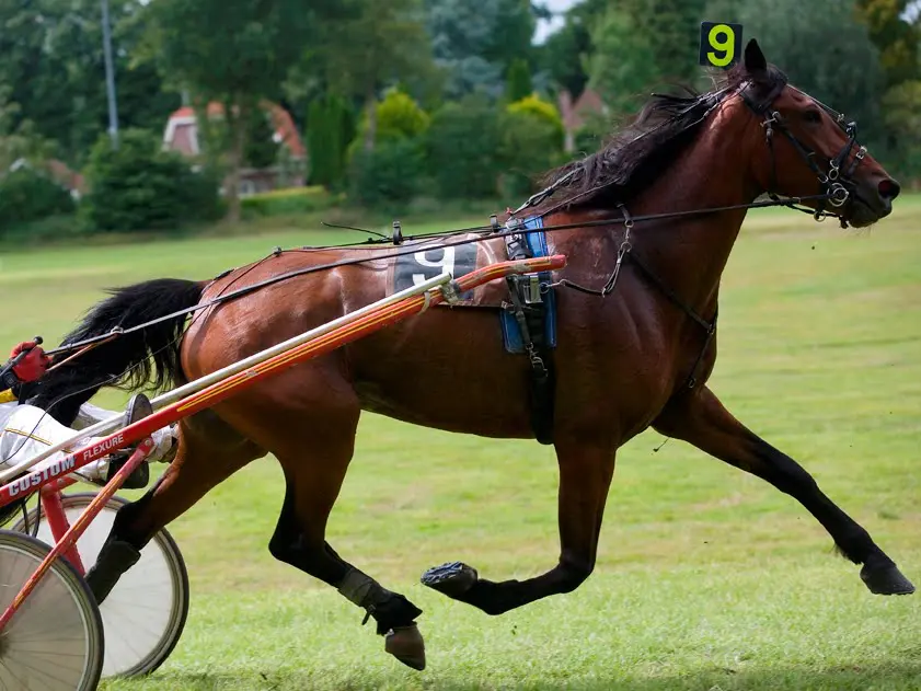 Ideaal wint klassieker op Duindigt featured image