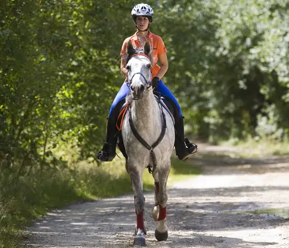 FEI wijst EK en WK Endurance 2021 toe aan Ermelo featured image