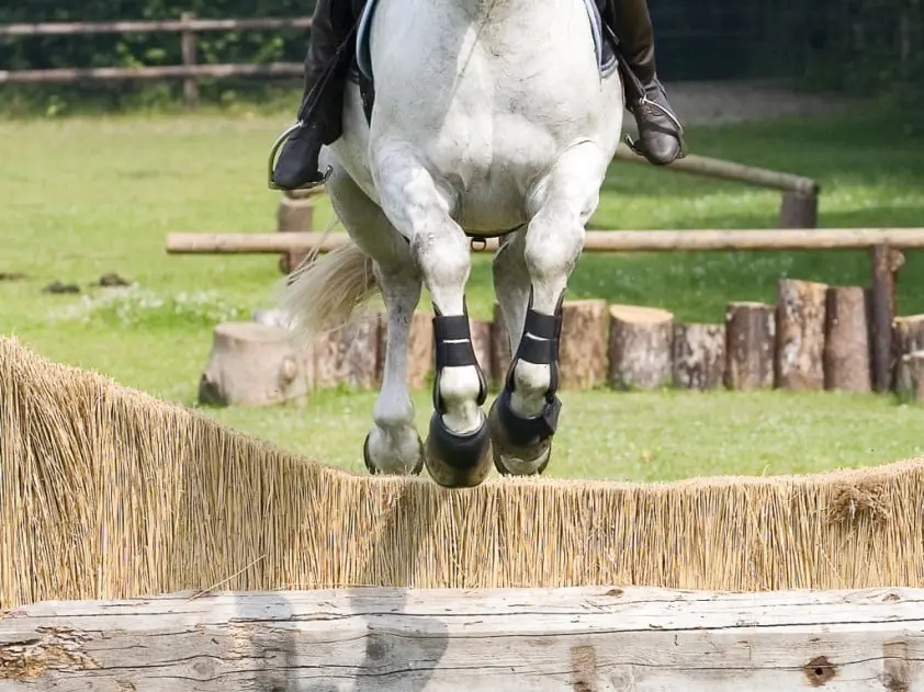 Nederland zevende na dressuur en crosscountry featured image