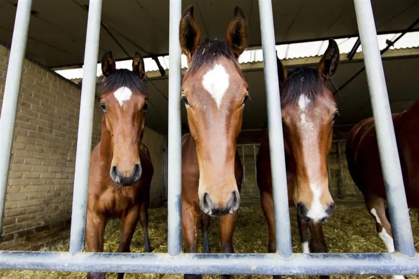 Gedwongen verkoop Frans paardenvleesbedrijf na ophef featured image