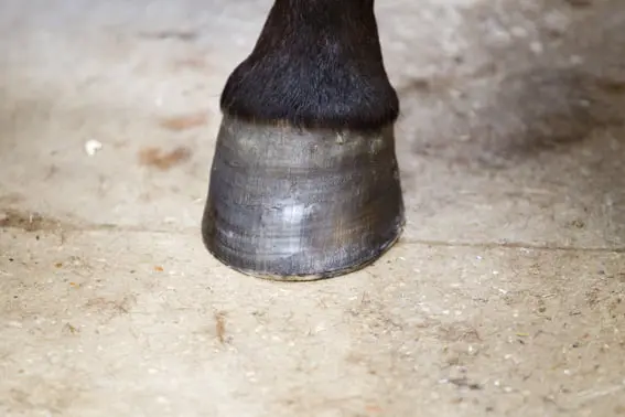 Persoon gewond na trap van paard tegen hoofd featured image