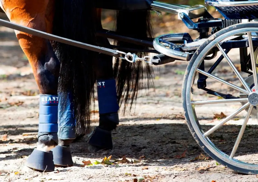 Venieuwd Paard&Koets groot succes featured image
