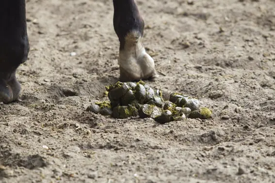 Vraag: Is het een probleem als mijn paard natte mest heeft? featured image