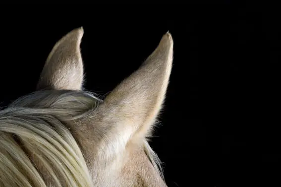 Amazone overlijdt na val van paard featured image