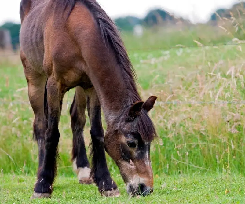 Oud grazend paard