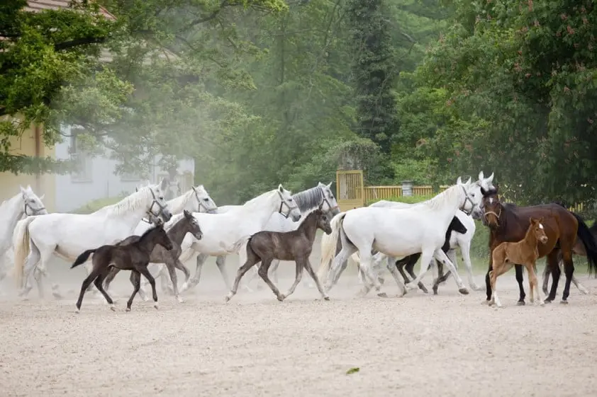De Croo: ‘Aantal gevallen van paardenmishandeling stijgt zorgwekkend’ featured image