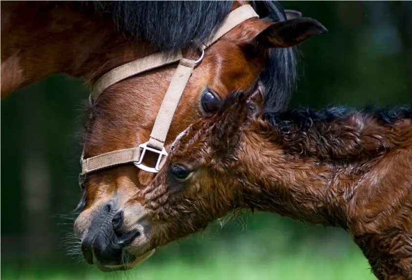 Merrie met pasgeboren veulen