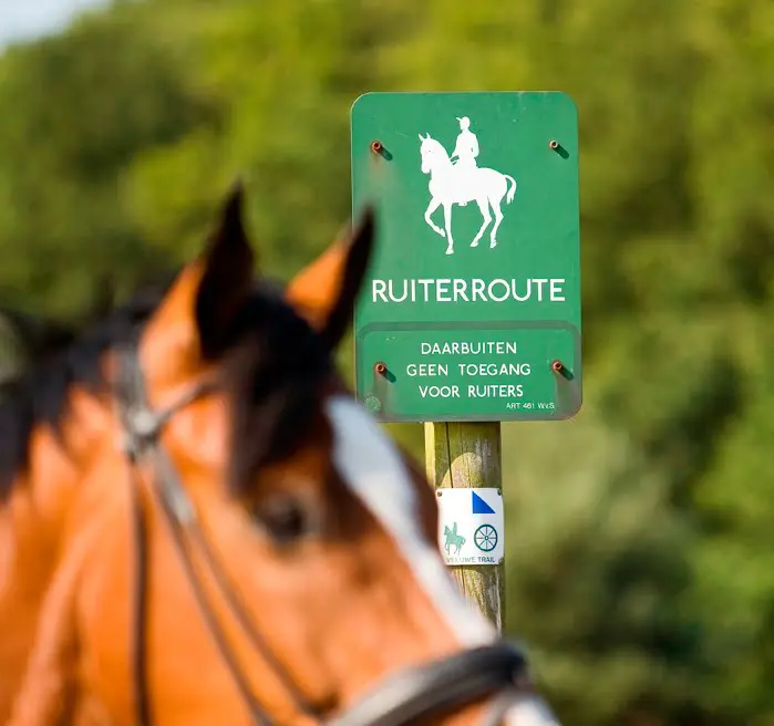 Paard vast in wildrooster, omstander maakt het ‘nog erger’ featured image