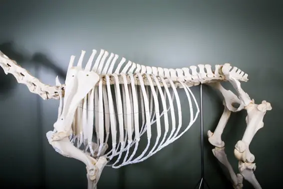 Paardenskelet zal Trafalgar Square opsieren featured image