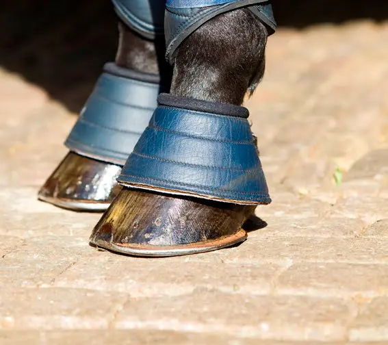 PAARD 2016 trapt af met jeugd featured image