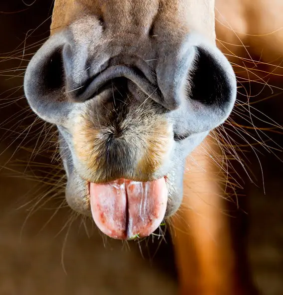 Onderzoekers ontdekken emoties in paardengehinnik featured image