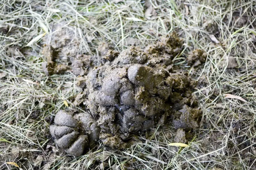 Experts waarschuwen voor de gevaren van ingekapselde bloedworm featured image