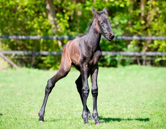 Vraag: Wat te doen bij bokvoet? featured image