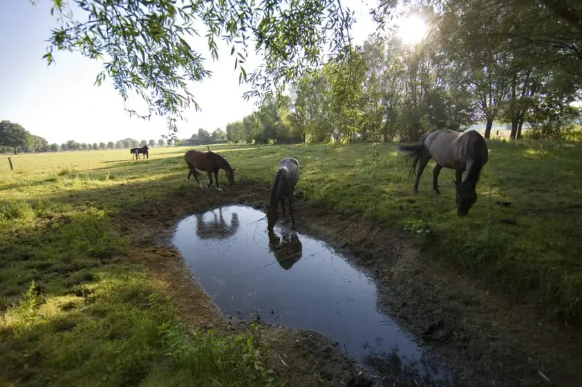 Tom Mariën krijgt slachtoffer paardenbeul in kliniek featured image