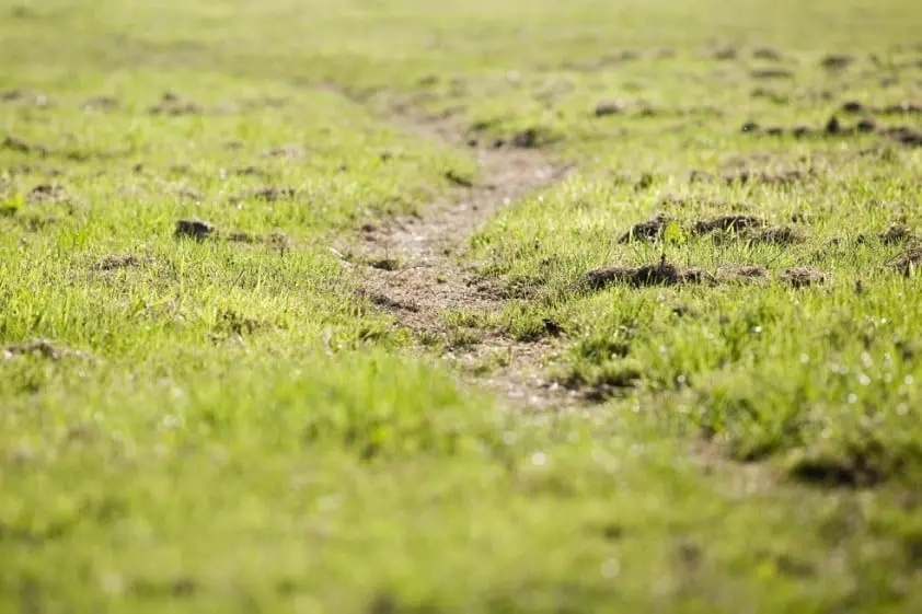 Eventer Bruno Bouvier verongelukt featured image