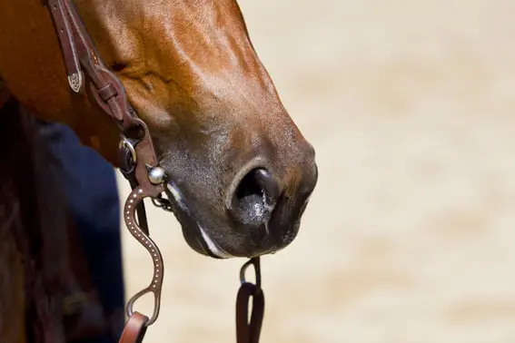 TV-presentator Tom Waes temt wilde mustang in ‘Tomtesterom’ featured image