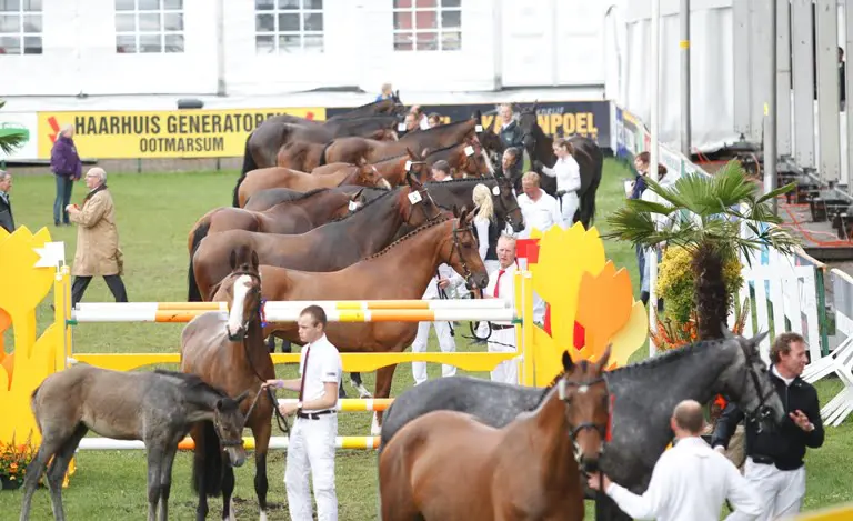 Kampioenenparade in de regen featured image