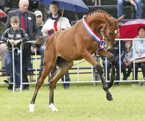 Hip By Johnson en Hoby Keysershof veulenkampioenen featured image