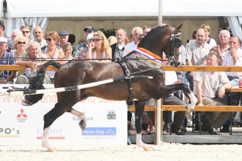 Patijn naar de Verenigde Staten featured image
