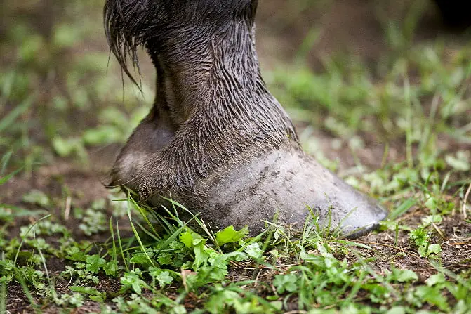 Zwaar verwaarloosd paard niet te redden featured image