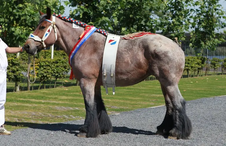 Eva van’t Broek kampioensmerrie Nationale featured image