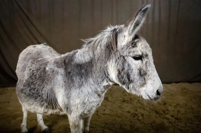 Speciaal ezelspak voor bijenhouders featured image