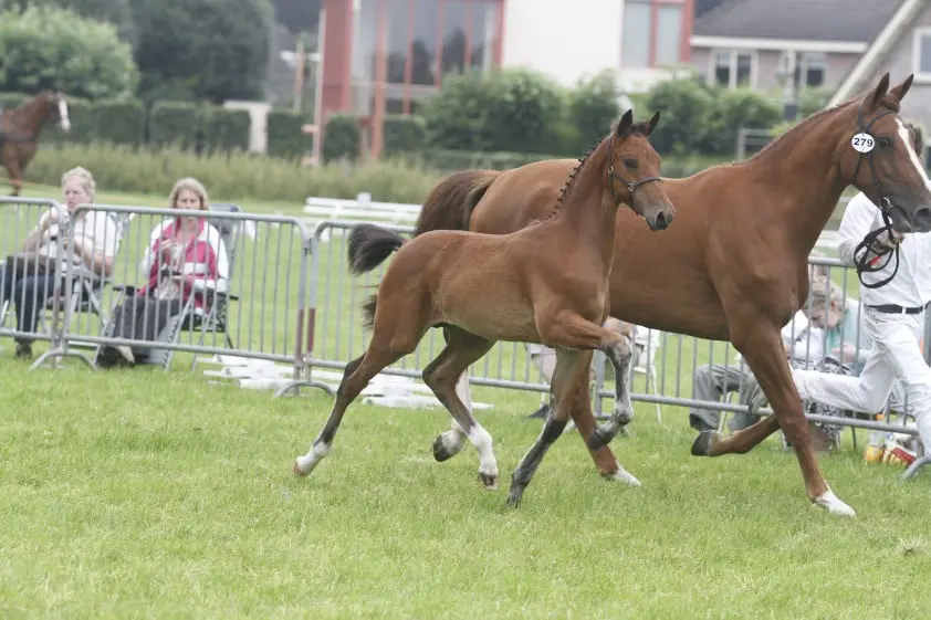 Henkie, kampioen Gelderse veulens