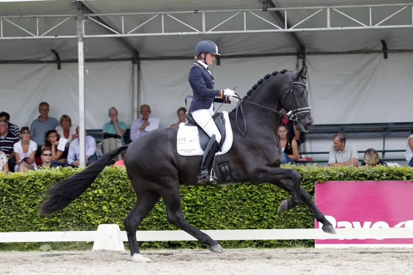 Desperado aan kop bij vierjarigen Pavo Cup featured image