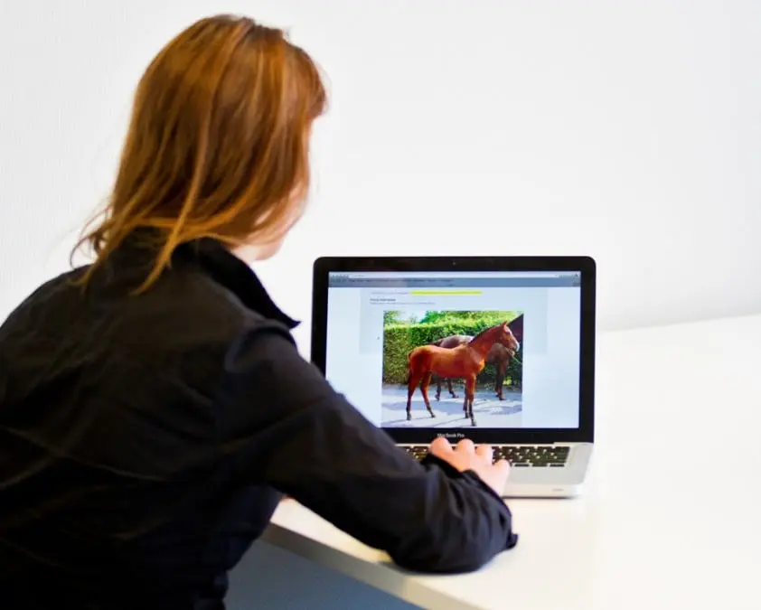 KNHS introduceert Watkanditpaard.nl featured image