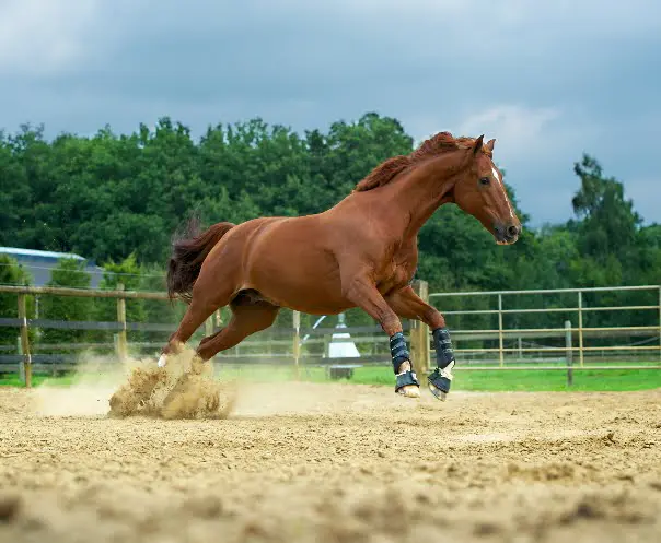 Parzival in de paddock
