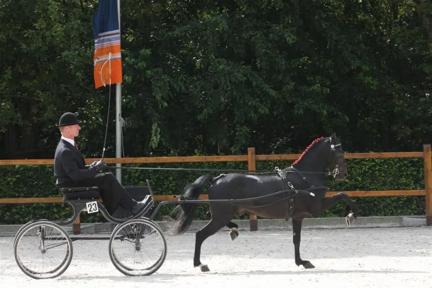 Werner Sweens met Leyrun Headliner