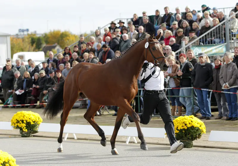 HK Trakehnen: Elf hengsten goedgekeurd featured image