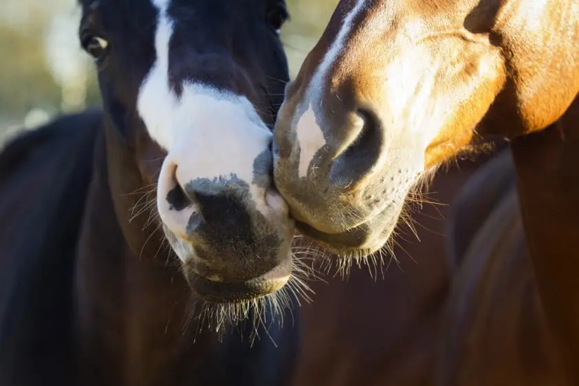 Paardenbrein wil sociaal contact featured image