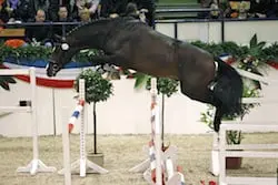 Holsteiner Cachassini wint test met 8,89 gemiddeld featured image