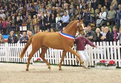 Holsteiner kampioenshengst Cositino wint test featured image