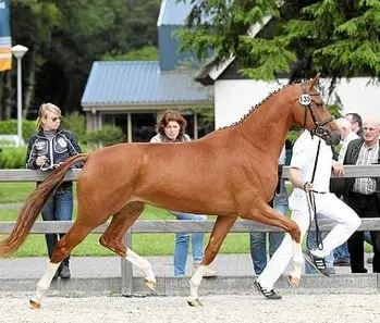 Zhivago-dochter E.Paragon naar 83,5 IBOP-punten featured image