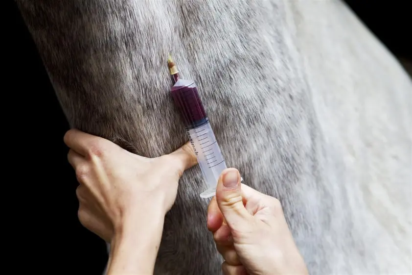 Dierenbescherming wil einde aan aftap paardenbloed voor varkenshouderij featured image