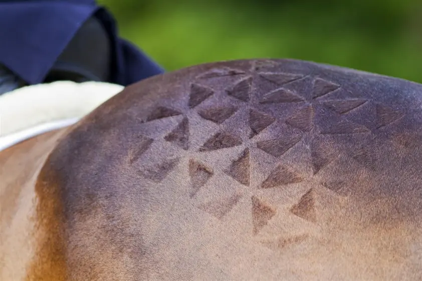 Van voeding tot verzorging: welke merken maken écht het verschil voor jouw paard? featured image