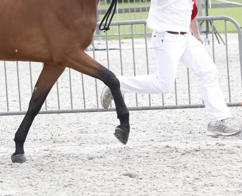 Gullit HBC-dochter Katophonie werd alleen maar beter featured image