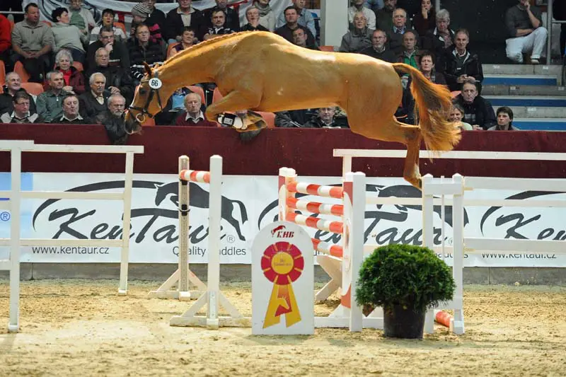 Quaterback uit volle zus Poetin kampioen featured image