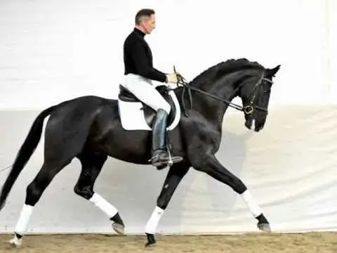 Dressuurhengsten vooraan in Schlieckau featured image