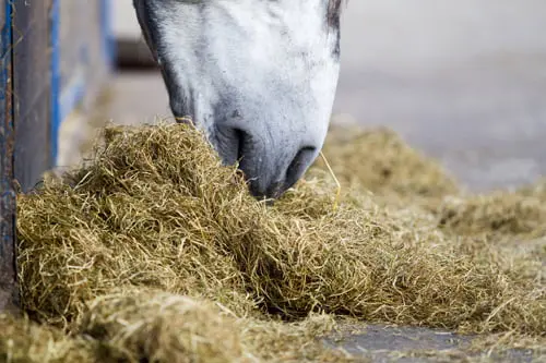 Herfsttijloos ( Giftige plant) gevonden in paardenhooi featured image